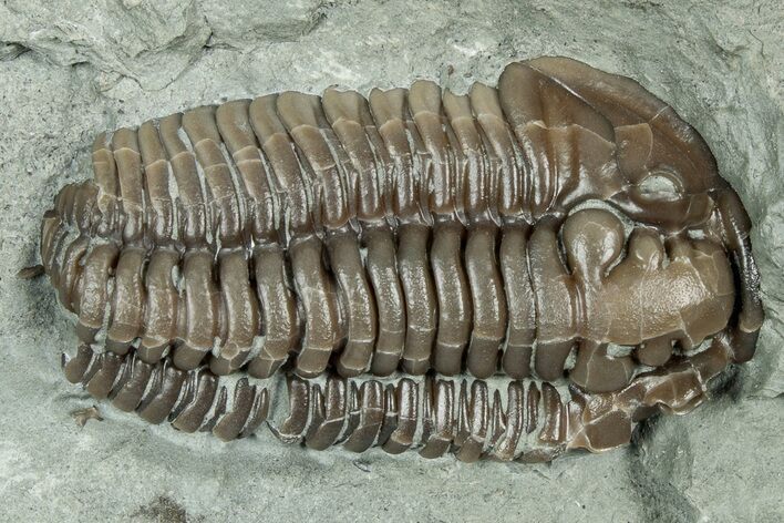 Long Prone Flexicalymene Trilobite - Indiana #325805